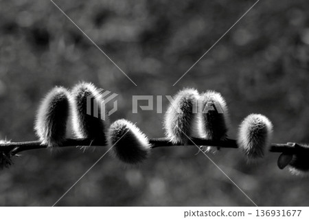 The black and white world of pussy willows bathed in the spring light 136931677