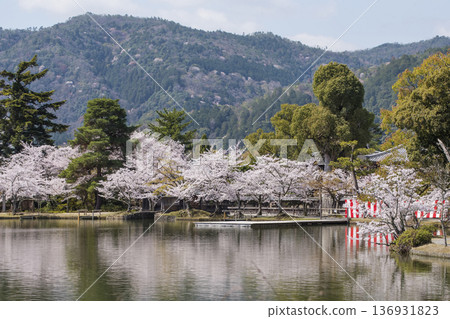 大覺寺大澤池櫻花盛開。京都春季旅遊勝地。京都著名的賞櫻勝地。 大覺寺大澤池櫻花盛開。京都春季旅遊勝地。京都著名的賞櫻勝地。 136931823