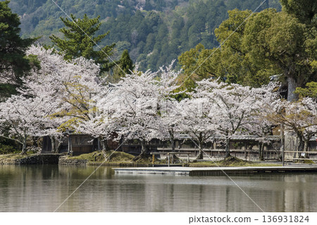 Cherry blossoms bloom at Osawa Pond in Daikakuji Temple. Spring Kyoto tourist spot. Kyoto's famous cherry blossom spot. 136931824
