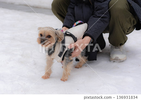 約克夏梗犬在雪地上行走 約克夏梗犬在雪地上行走 136931834