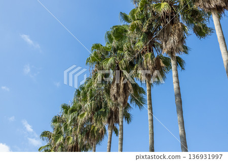 加那利海棗（Phoenix canariensis）熱帶樹木 136931997