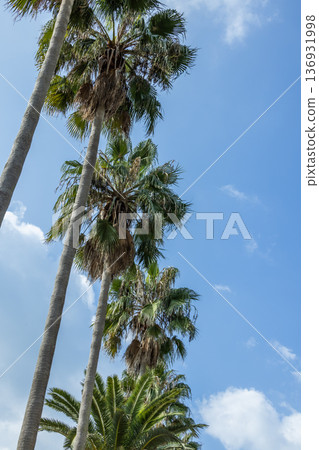 加那利海棗(Phoenix canariensis)熱帶樹木 加那利海棗(Phoenix canariensis)熱帶樹木 136931998