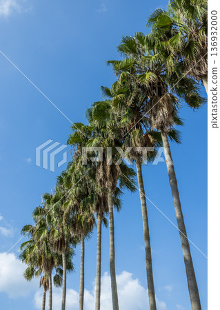 加那利海棗(Phoenix canariensis)熱帶樹木 加那利海棗(Phoenix canariensis)熱帶樹木 136932000