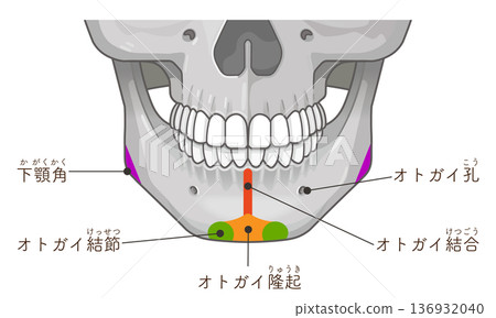 下顎骨示意圖 下顎骨示意圖 136932040