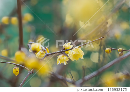 Yellow flowers like wintersweet Yellow flowers like wintersweet 136932175