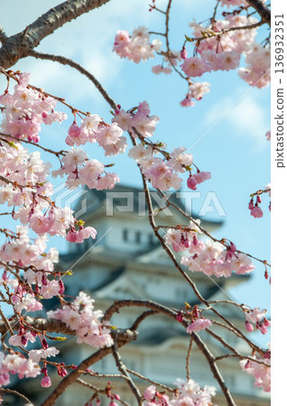 Castle tower surrounded by cherry blossoms Castle tower surrounded by cherry blossoms 136932351