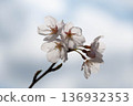 櫻花 136932353