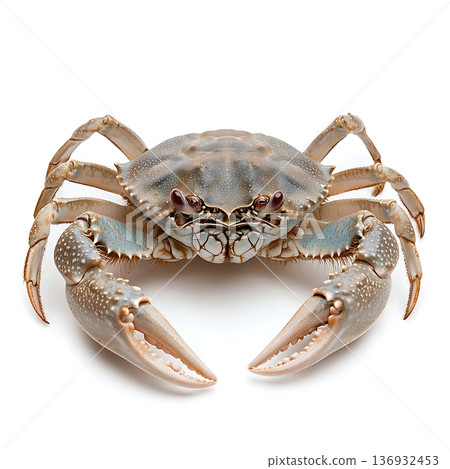 Detailed Close-Up of a Healthy Crab on a White Background in Natural Light 136932453