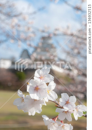 櫻花 櫻花 136932515