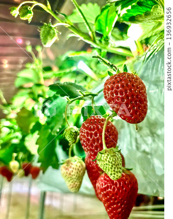 Ripe and unripe strawberries. Close-up of greenhouse-grown strawberries. Ripe and unripe strawberries. Close-up of greenhouse-grown strawberries. 136932656