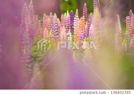 紫色的羽扇豆花 136932785