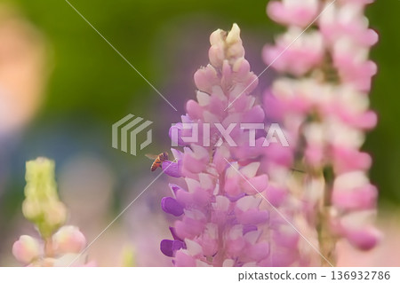 Cute pink lupine flowers 136932786