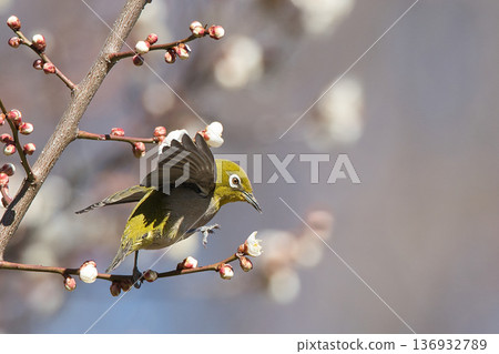 梅羅停在梅花枝上 梅羅停在梅花枝上 136932789