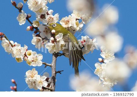 白眼吸梅花蜜 白眼吸梅花蜜 136932790