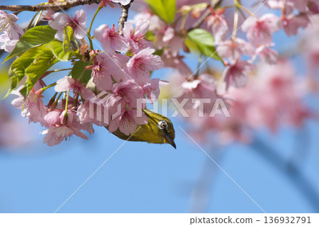 用櫻桃蜂蜜做飯 用櫻桃蜂蜜做飯 136932791