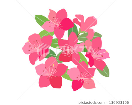 杜鵑花插圖 136933106