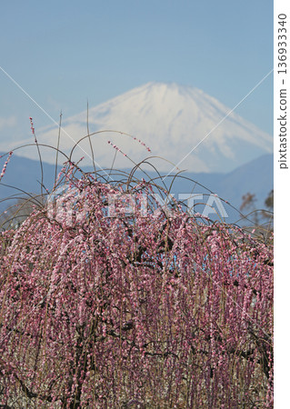 Plum blossoms and snow-capped Mount Fuji against the blue spring sky 136933340