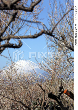 Plum blossoms and snow-capped Mount Fuji against the blue spring sky Plum blossoms and snow-capped Mount Fuji against the blue spring sky 136933342