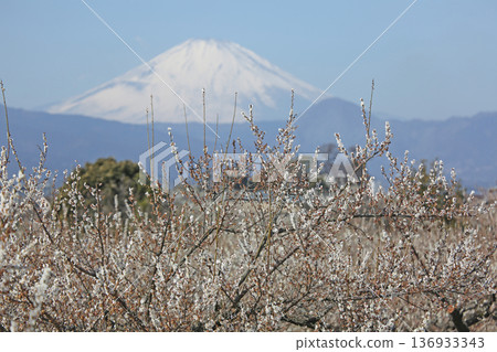 梅花和白雪皚皚的富士山映襯著春天的藍色天空 梅花和白雪皚皚的富士山映襯著春天的藍色天空 136933343