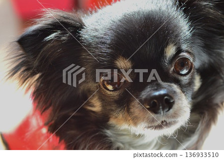 Chihuahua Black and Tan Chihuahua Black and Tan 136933510