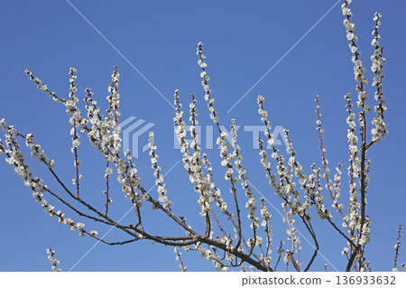 Shining white plum blossoms Shining white plum blossoms 136933632