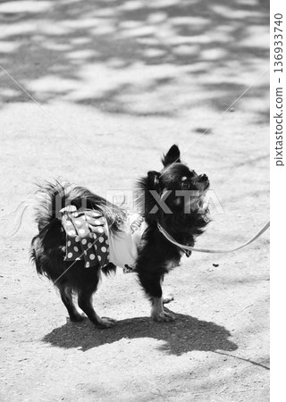 Chihuahua in the sunlight filtering through the trees 136933740