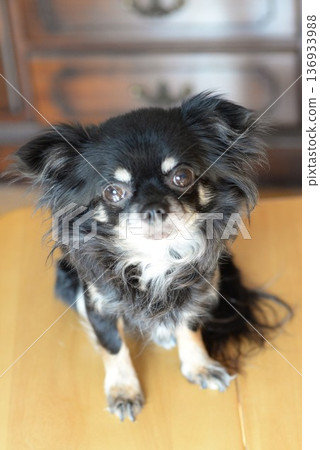 吉娃娃幼犬 吉娃娃幼犬 136933988