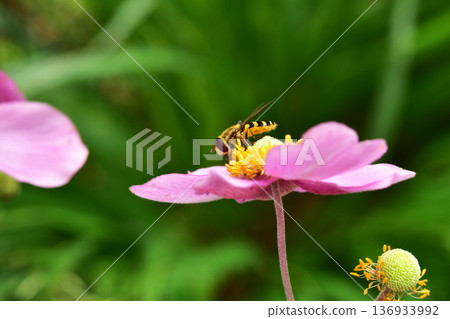 一隻食蚜蠅正在吸食雛菊的花蜜 一隻食蚜蠅正在吸食雛菊的花蜜 136933992