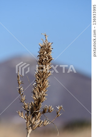 冬日的月見草 冬日的月見草 136933995