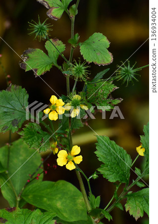 Daikonsou blooming in the field Daikonsou blooming in the field 136934004