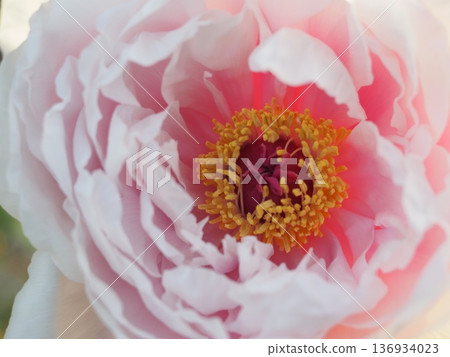 牡丹天袍粉紅花 牡丹天袍粉紅花 136934023
