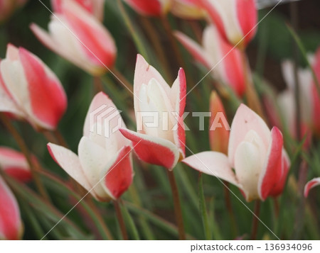 Native tulip Clusiana Lady Jane Native tulip Clusiana Lady Jane 136934096