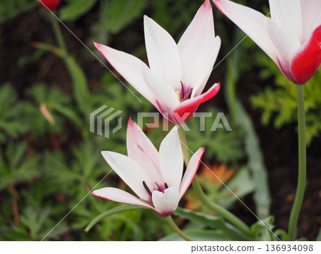 Native tulip Clusiana Lady Jane 136934098