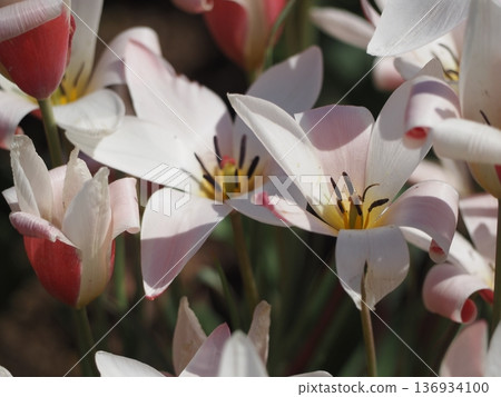 Native tulip Clusiana Lady Jane 136934100