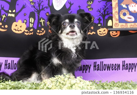 Halloween Chihuahua Halloween Chihuahua 136934116