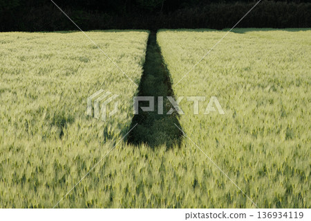 通往麥田的小路 136934119