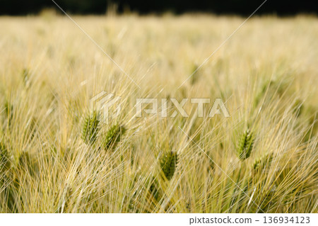 麥田風景 136934123