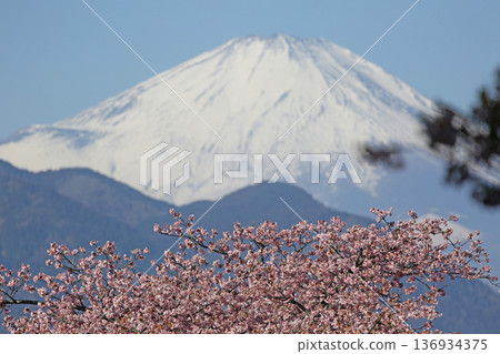 河津櫻花預示著春天的到來,白雪皚皚的富士山也映入眼簾。 河津櫻花預示著春天的到來,白雪皚皚的富士山也映入眼簾。 136934375