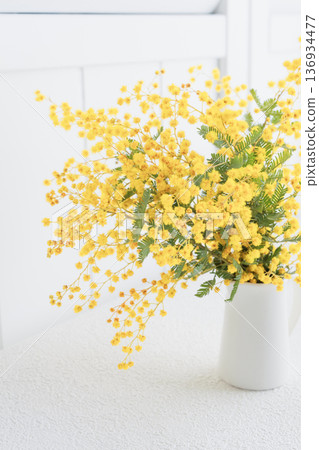 Yellow mimosa background material Yellow mimosa background material 136934477