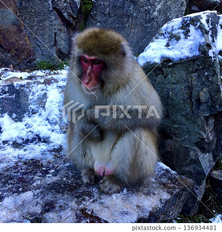 長野縣地獄谷猴園的冬猴 長野縣地獄谷猴園的冬猴 136934481