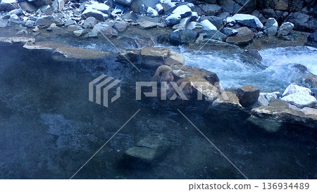 Bathing monkeys in winter at Jigokudani Monkey Park in Nagano Prefecture Bathing monkeys in winter at Jigokudani Monkey Park in Nagano Prefecture 136934489