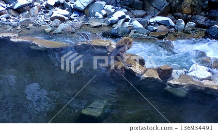 Bathing monkeys in winter at Jigokudani Monkey Park in Nagano Prefecture Bathing monkeys in winter at Jigokudani Monkey Park in Nagano Prefecture 136934491