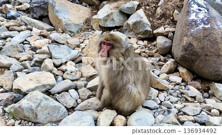 Winter monkeys at Jigokudani Monkey Park in Nagano Prefecture Winter monkeys at Jigokudani Monkey Park in Nagano Prefecture 136934492