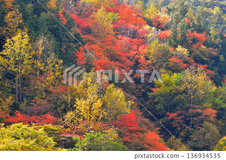 Autumn leaves decorating Teruha Gorge 136934535