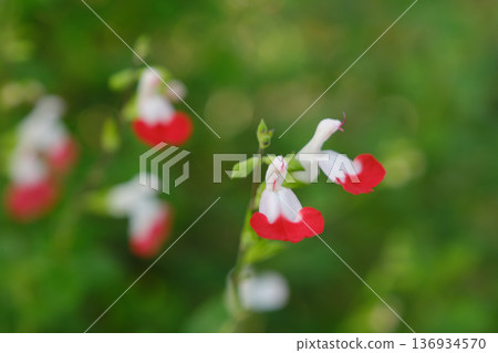 鼠尾草花草莓牛奶 136934570