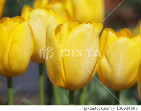 Tulip Golden Prince Claus Tulip Golden Prince Claus 136934608