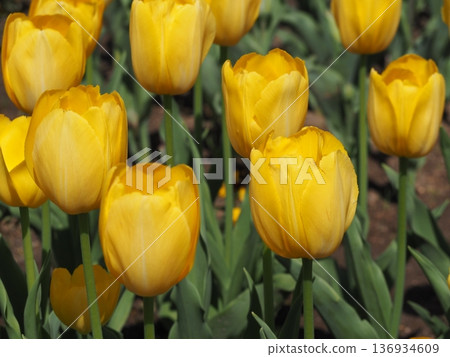 Tulip Golden Prince Claus Tulip Golden Prince Claus 136934609