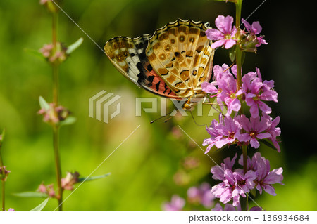棲息在粉紅色花朵上的黑色貝母 136934684