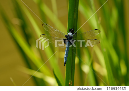 蜻蜓粘在樹葉上 136934685