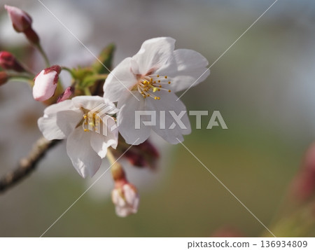 Spring flowers Sakura Somei Yoshino Spring flowers Sakura Somei Yoshino 136934809